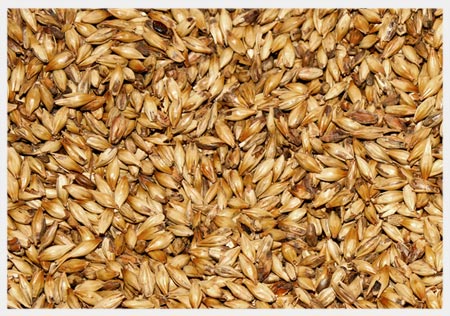 Barley Feed 1