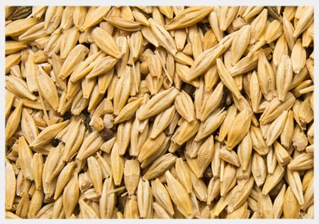 Barley Malt 1
