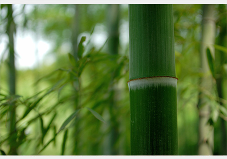 bamboo Fiber